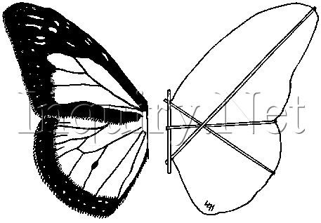 THE BUTTERFLY KITE Outline of markings and framing plan