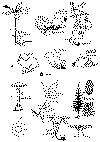 bbrg000d.gif (8298 bytes)