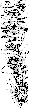 tbp154.gif (13126 bytes)