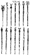 totem43a.gif (31980 bytes)